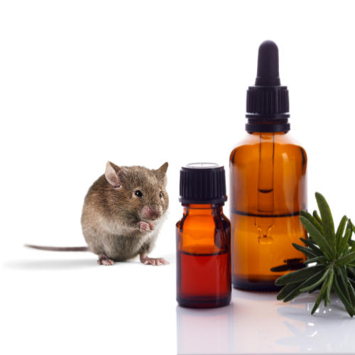 huile essentielle contre les souris